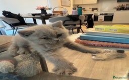 British Shorthair cats for sale: Lilac British Shorthair Kittens - 2 boys 3 girls - Image 15