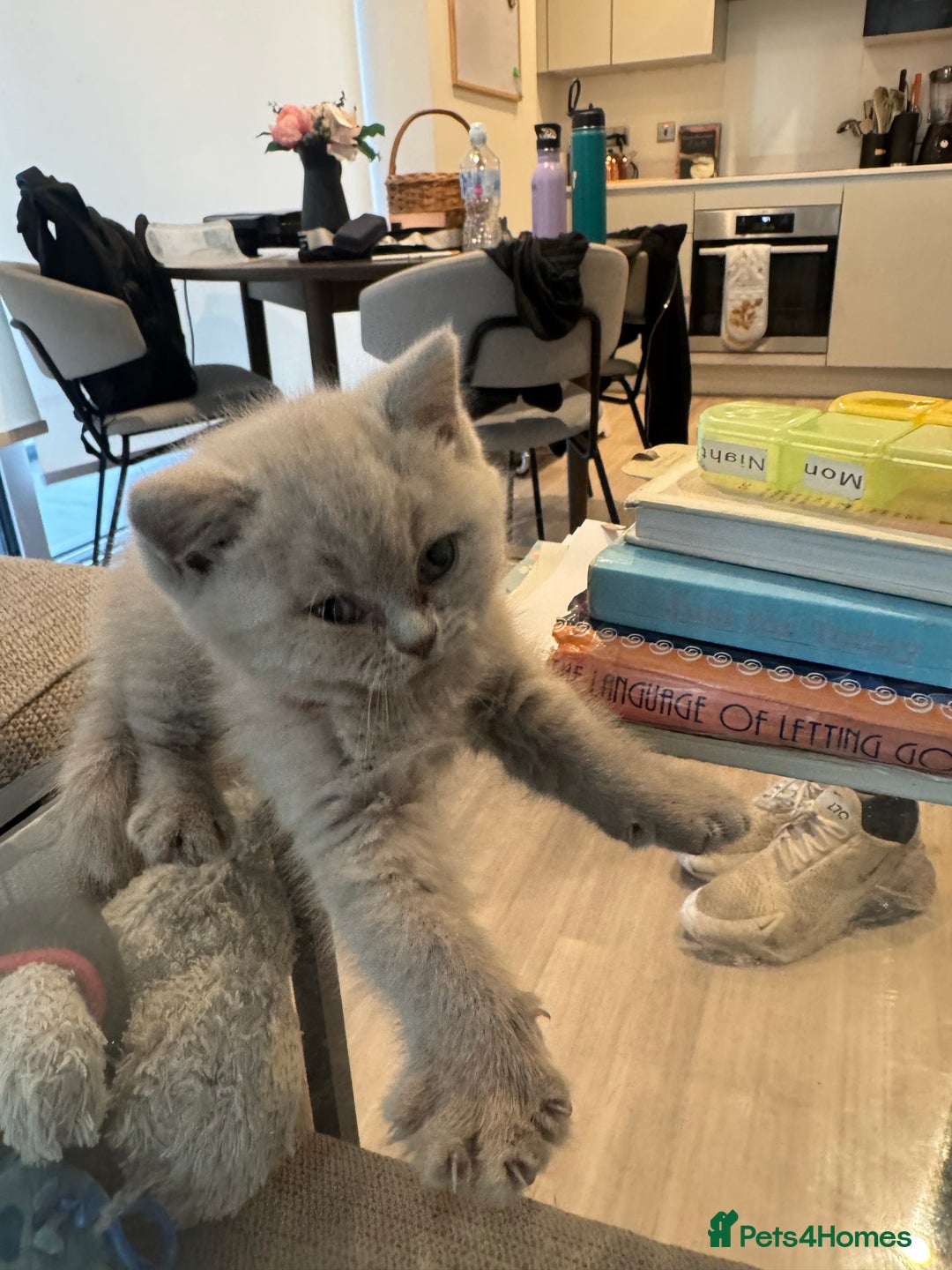 British Shorthair cats for sale: Lilac British Shorthair Kittens - 2 boys 3 girls - Image 15