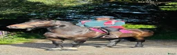 Irish Draught horses for sale: BEAUTIFULLY BRED ID MARE - PROJECT / BROODMARE - Advert 5