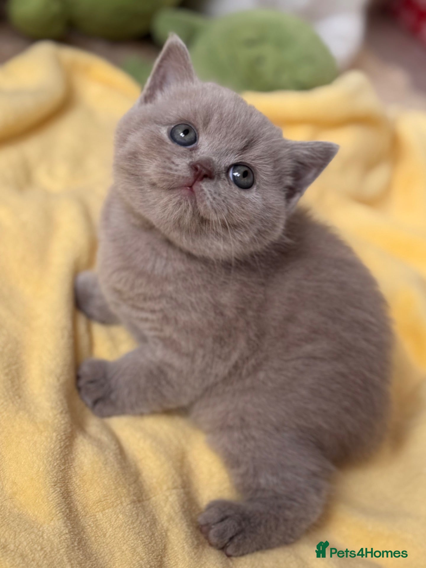 British Shorthair cats ✅BSH-lilac💜red🧡 TICA reg 😍3 left - Advert 2