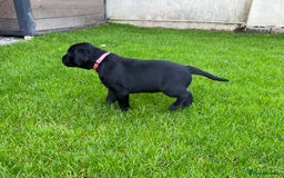 Labrador Retriever dogs for sale: Beautiful Labrador Puppies – 5 Girls & 3 Boys - Image 21