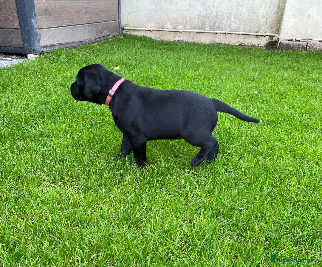 Labrador Retriever dogs for sale: Beautiful Labrador Puppies – 5 Girls & 3 Boys - Image 21
