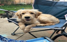 Goldendoodle dogs for sale: Golden doodle puppy - Image 1