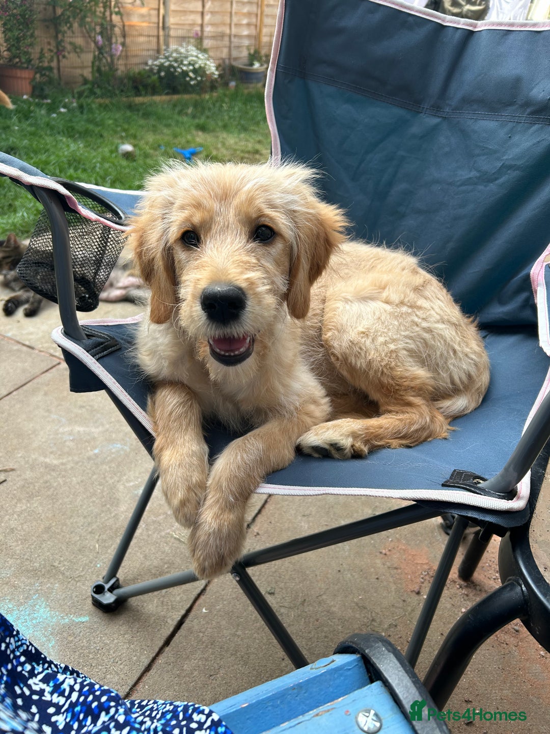 Goldendoodle dogs for sale: Golden doodle puppy - Image 1