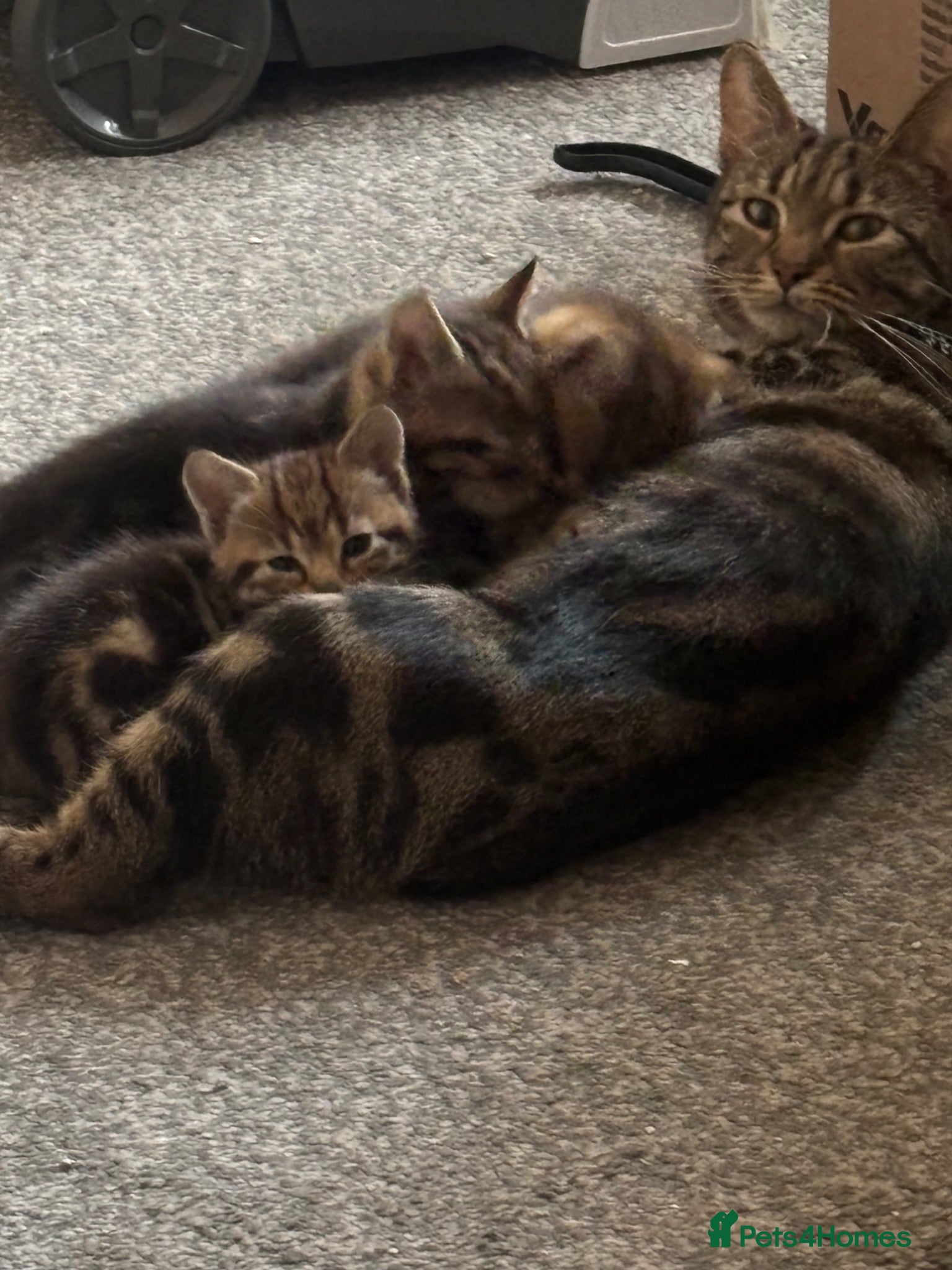 Mixed Breed cats Ready to leave  - Advert 5
