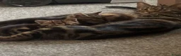 Mixed Breed cats for sale: Ready to leave  - Advert 1