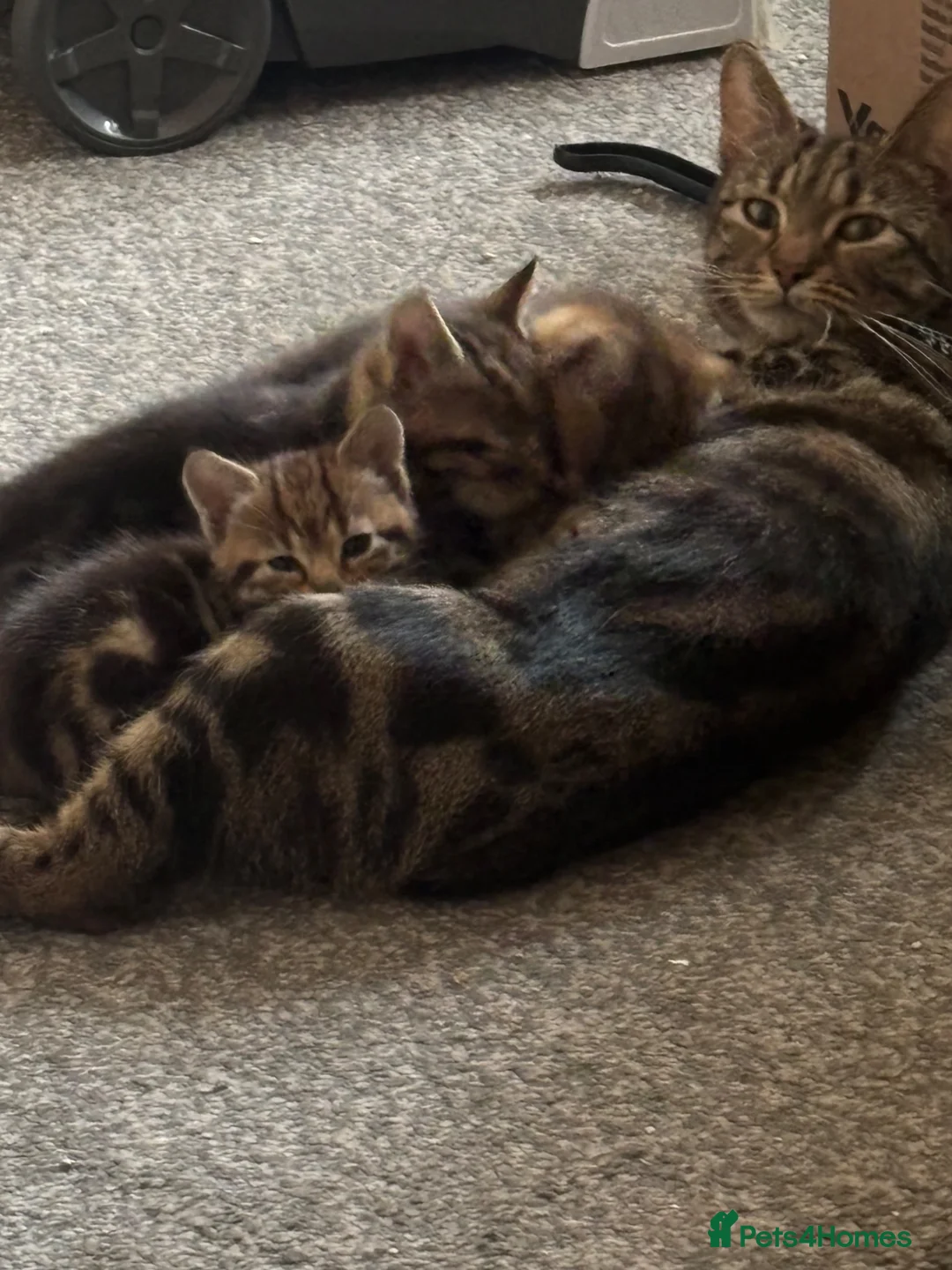 Mixed Breed cats for sale: Ready to leave  - Advert 1