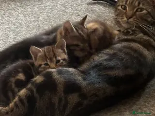 Mixed Breed cats Ready to leave - Advert 5