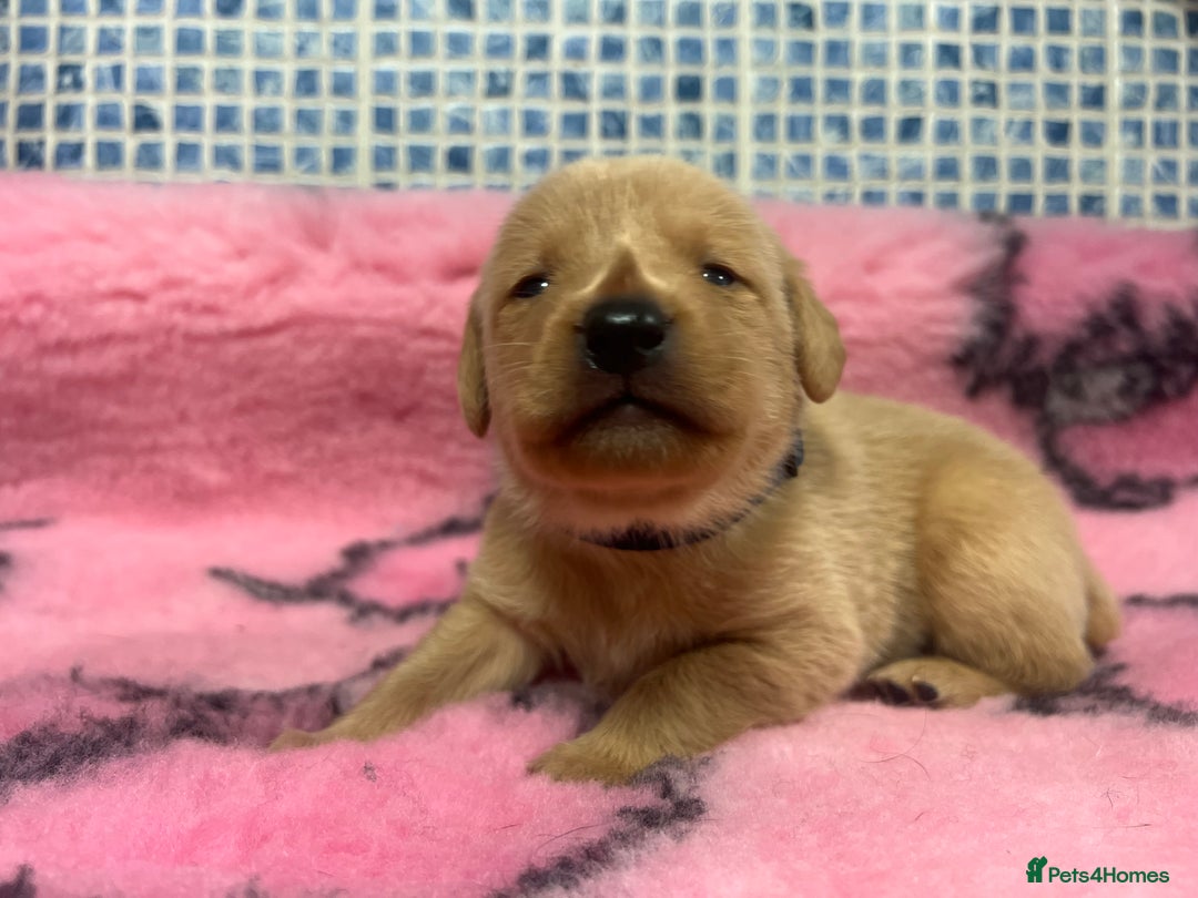 Labrador Retriever dogs for sale: 2 Labrador Retrievers girls left  - Advert 31