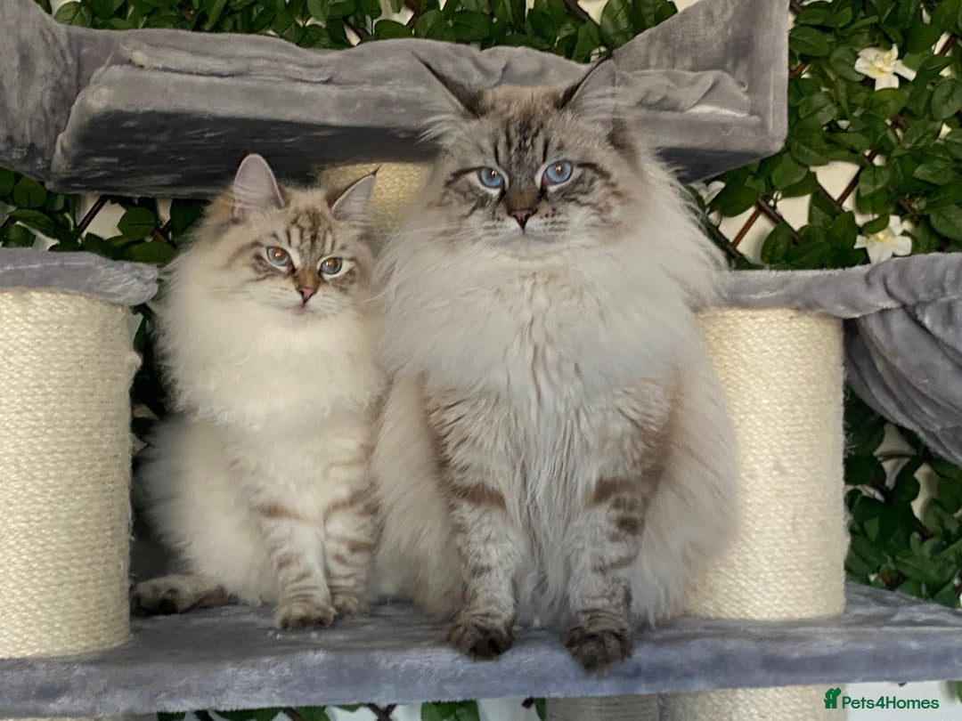 Siberian cats for sale: 🌓Word Champion Grandfather 🌖 - Advert 2