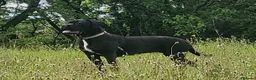 Cane Corso dogs for sale: 6 STUNNING FEMALE CANE CORSO PUPS in Motherwell - Advert 1