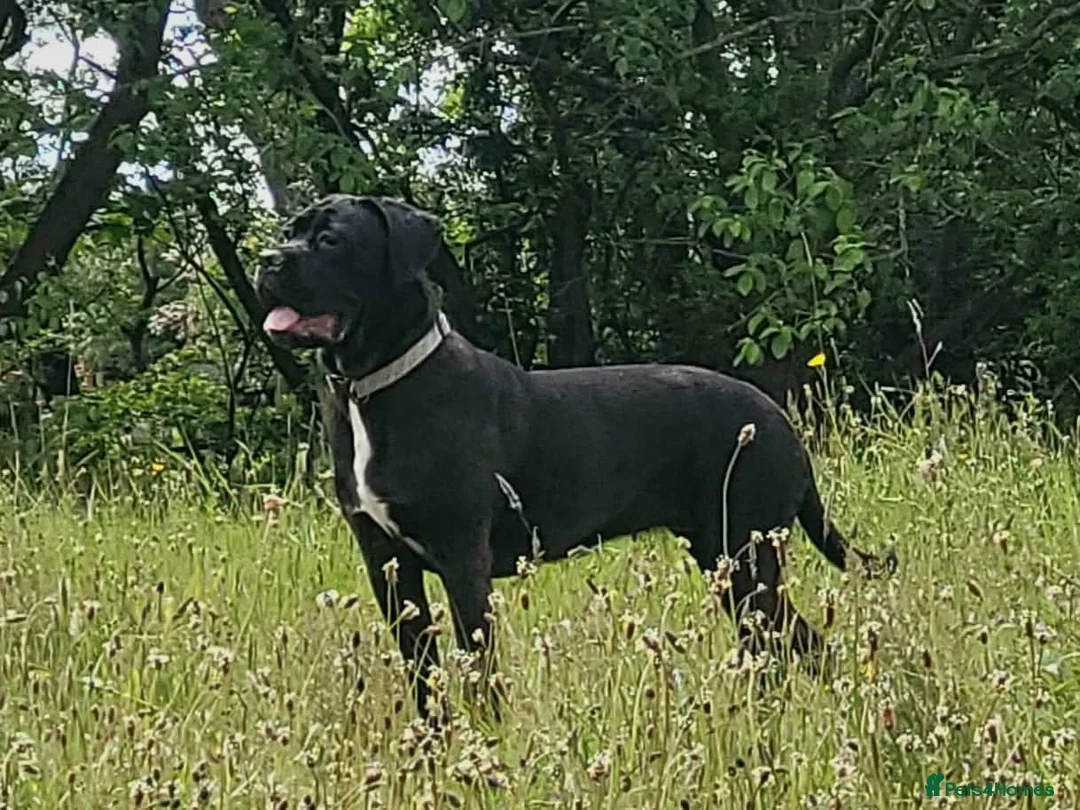Cane Corso dogs for sale: 6 STUNNING FEMALE CANE CORSO PUPS in Motherwell - Advert 1