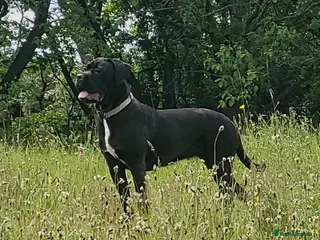Cane Corso dogs 6 STUNNING FEMALE CANE CORSO PUPS - Advert 1