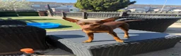 Miniature Pinscher dogs for sale: STUNNING father & daughter min pins  - Advert 4
