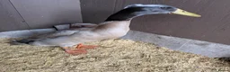 Ducks poultry for sale: Runner drake  - Advert 2