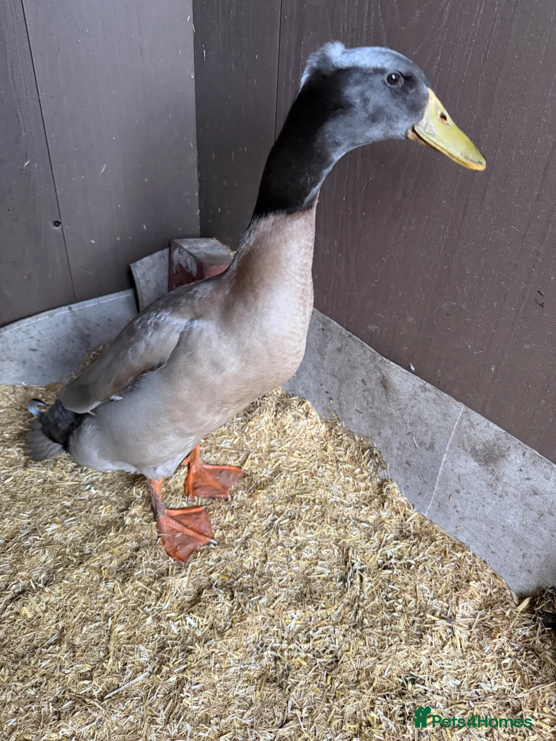 Ducks poultry for sale: Runner drake  - Advert 2