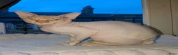 Sphynx cats for stud: Beautiful Sphynx for STUD - Advert 1