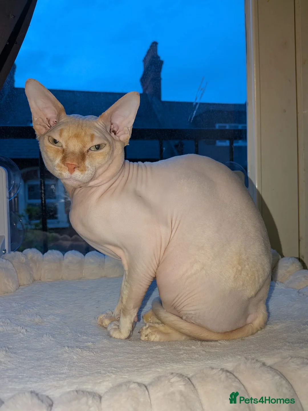 Sphynx cats for stud: Beautiful Sphynx for STUD - Advert 1