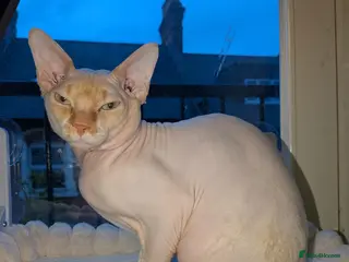 Sphynx cats Beautiful Sphynx for STUD - Advert 1