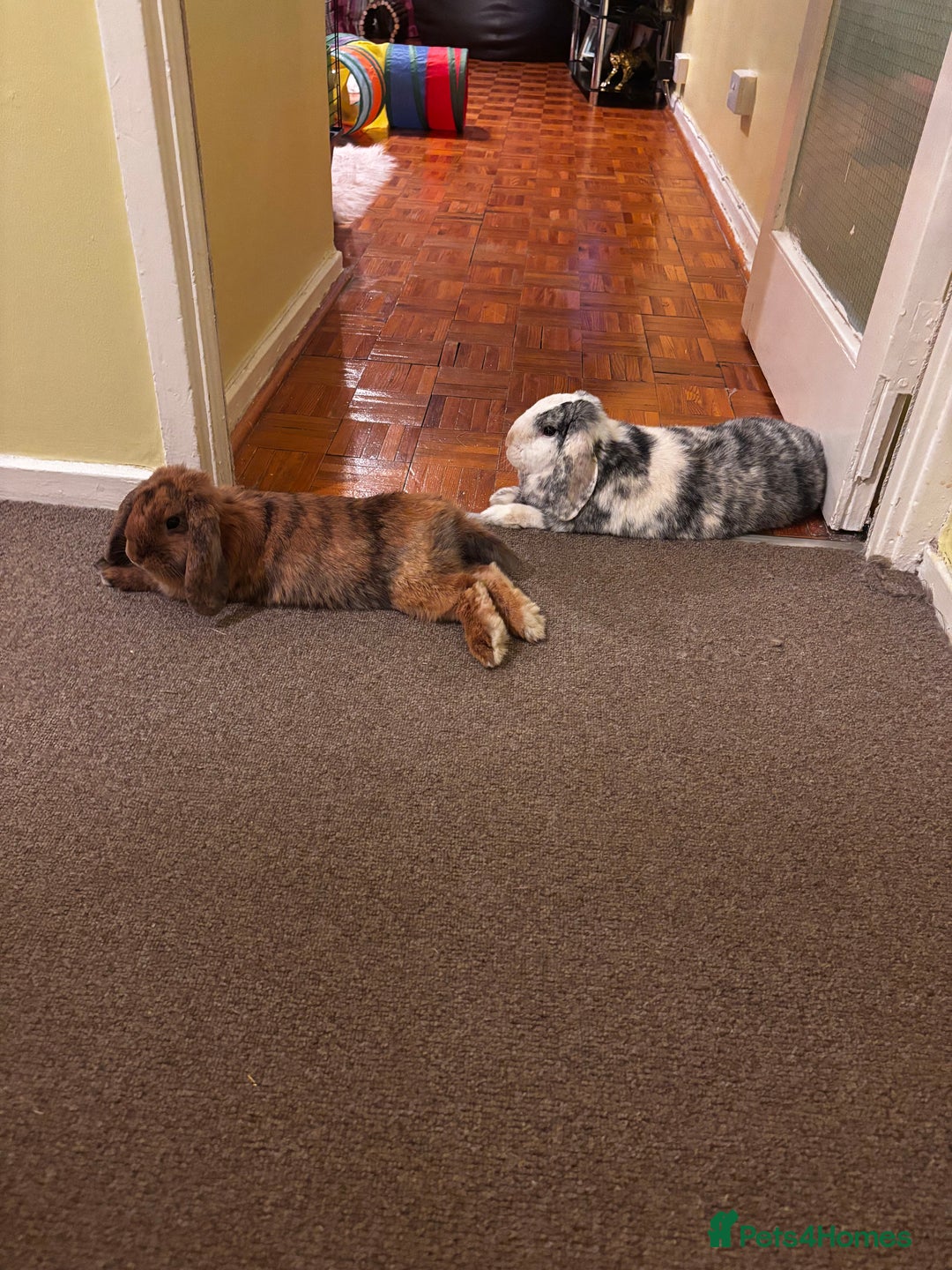 English Lop rabbits for sale: Mr Rocky  - Advert 3