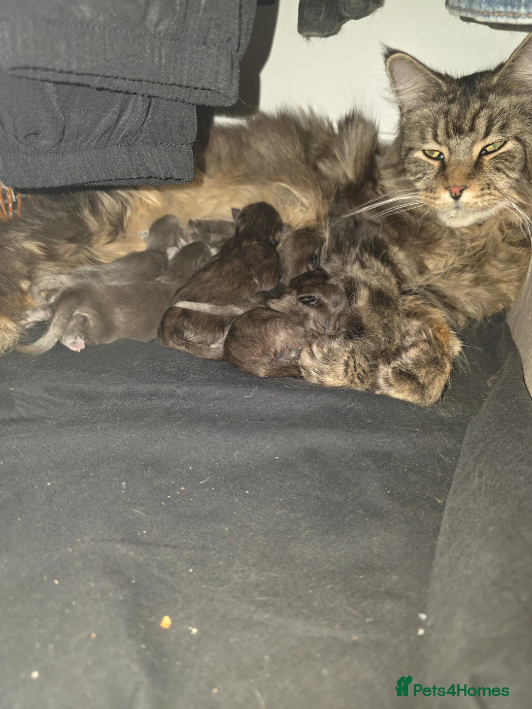 Maine Coon cats for sale: Maine coon pedigree kittens  - Advert 2