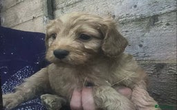 Cockapoo dogs for sale: F2B Cockapoo Puppies - Image 2