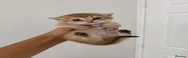 Scottish Fold 2