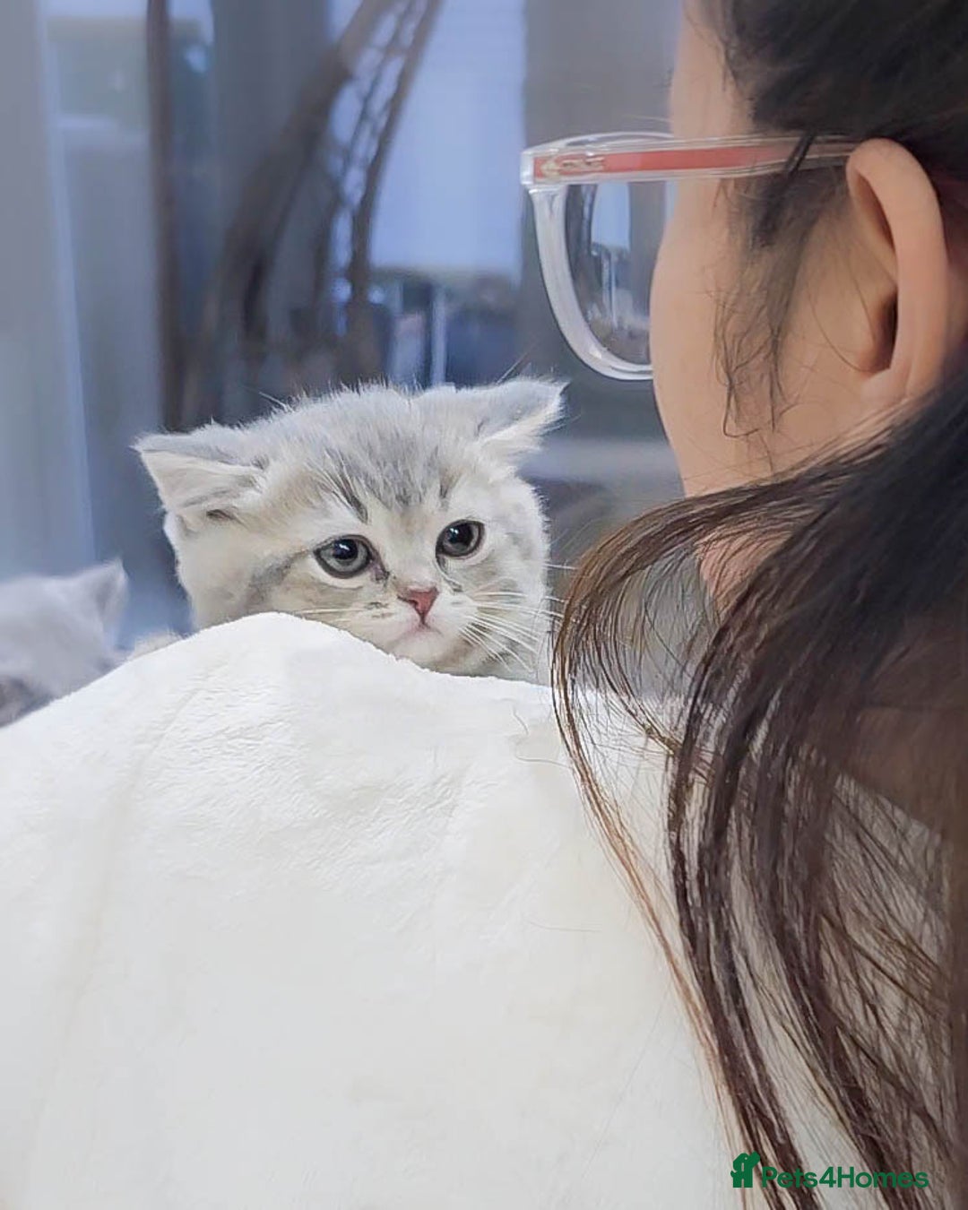 British Shorthair cats for sale: Adorable Kittens Ready For New Home - Advert 17