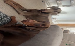 Dobermann dogs for sale: 12 stunning Doberman puppies - Image 3
