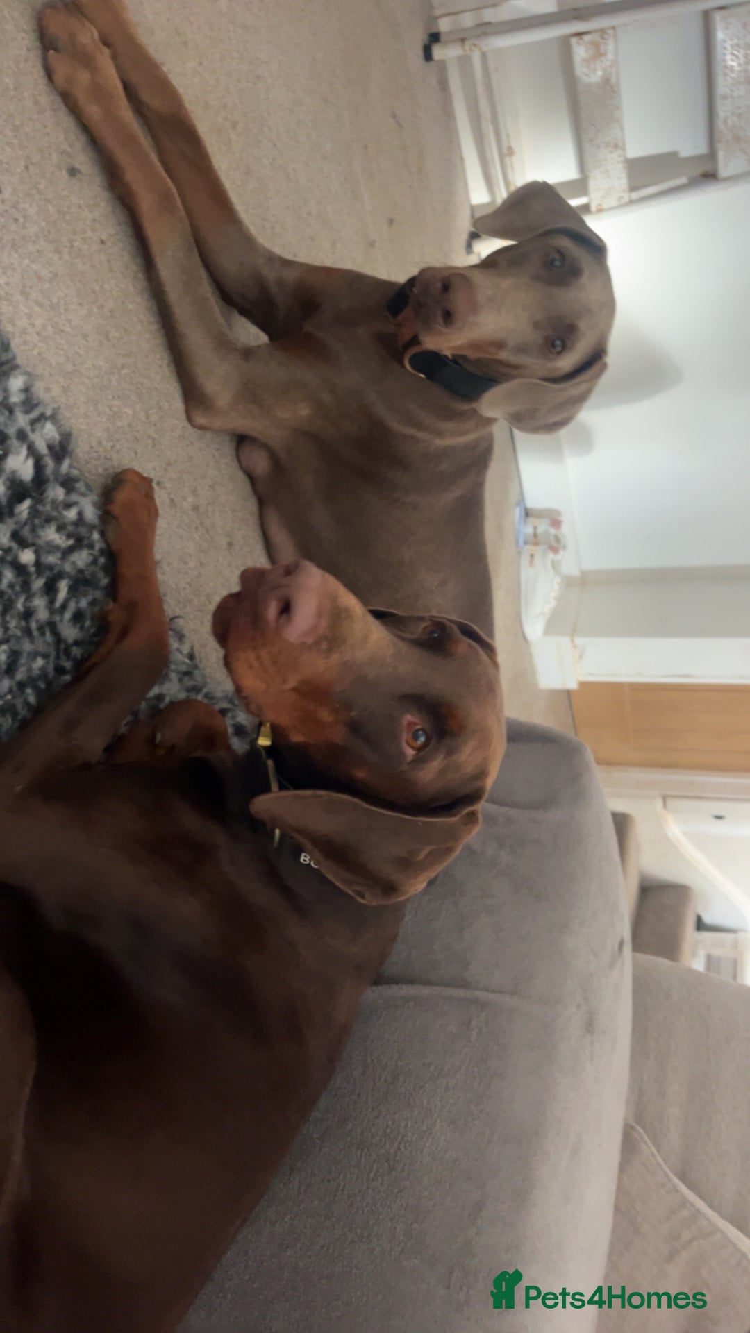 Dobermann dogs for sale: 12 stunning Doberman puppies - Image 3