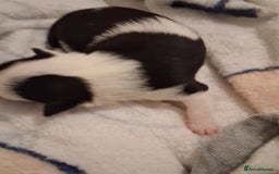 Chihuahua dogs for sale: chihuahuas puppies for sale - Image 2