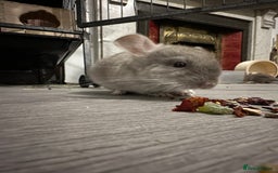 Chinchilla rodents for sale: Beige Male Chinchilla – From Beautiful Parents - Image 4