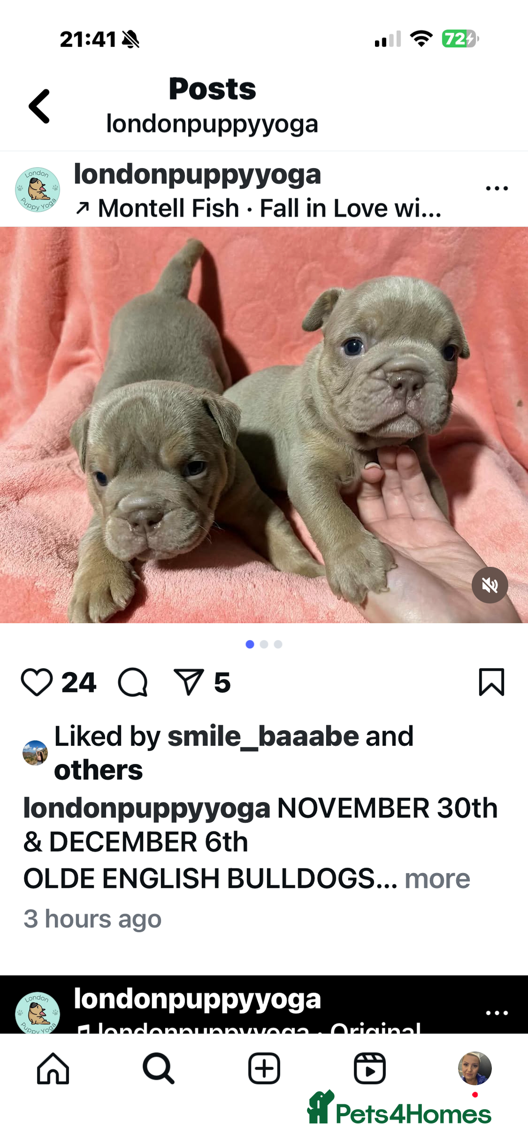 Olde English Bulldogge dogs for sale: The best Old English Bulldogge  - Advert 9