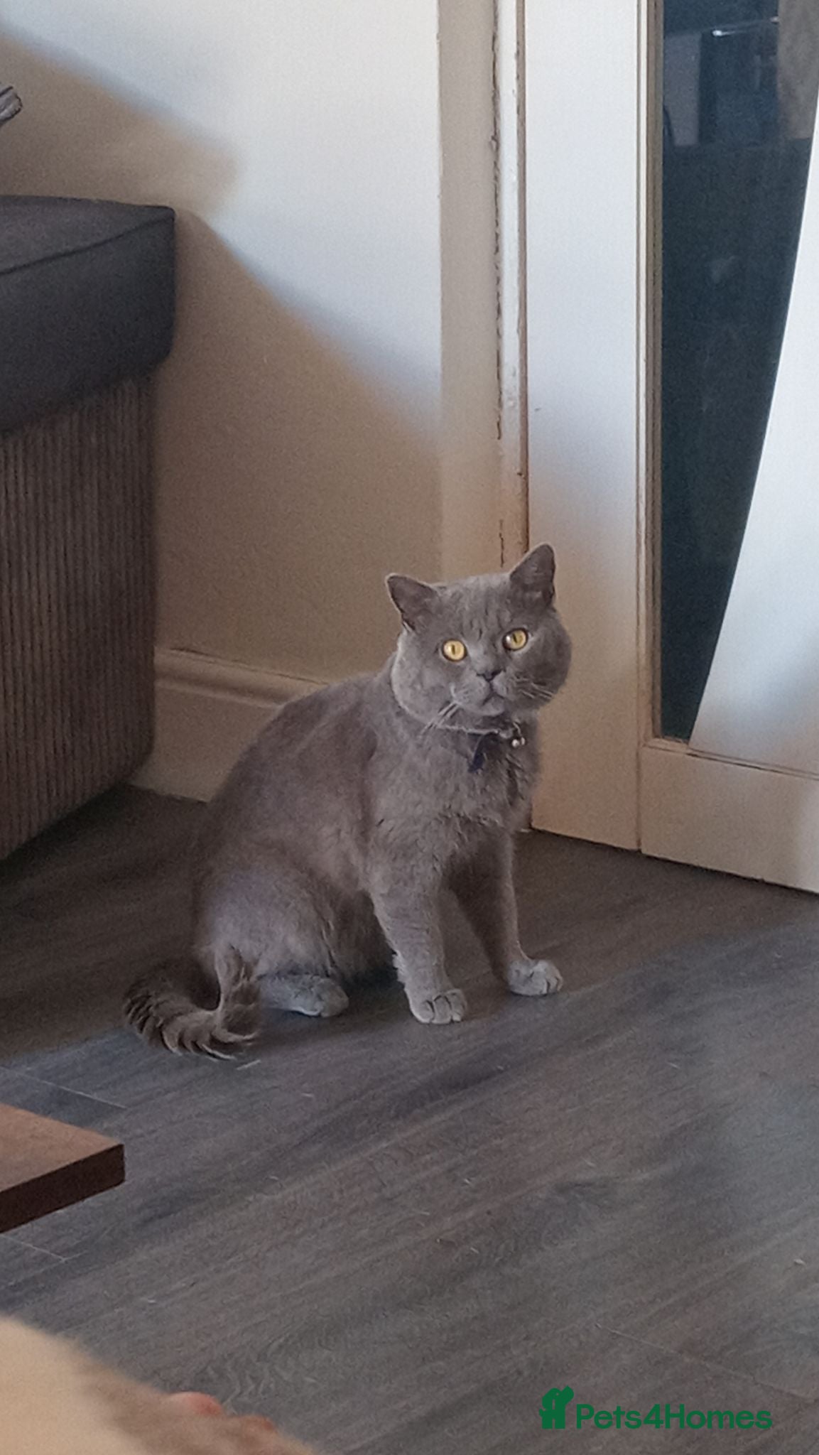 British Shorthair cats 4 British short-hair kittens  - Advert 1
