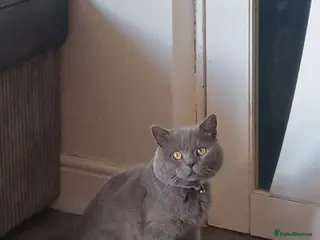 British Shorthair cats 4 British short-hair kittens - Advert 1