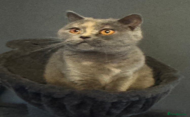 British Shorthair cats - Advert 6