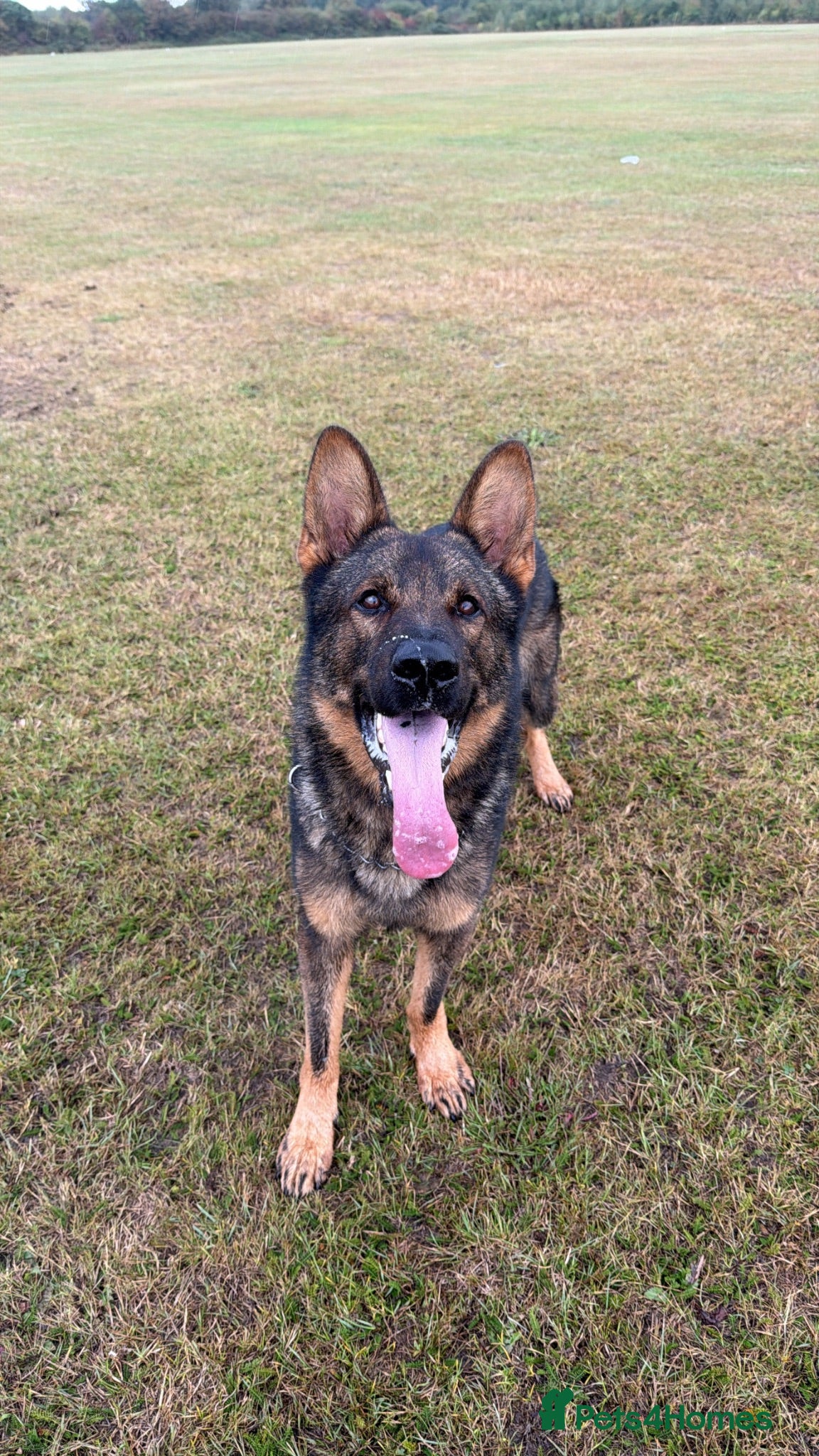 German Shepherd dogs Stud Available  - Advert 7