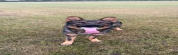 German Shepherd dogs for stud: Stud Available  - Advert 1