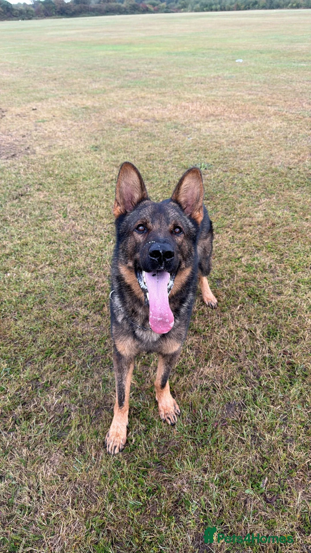 German Shepherd dogs for stud: Stud Available  - Advert 1