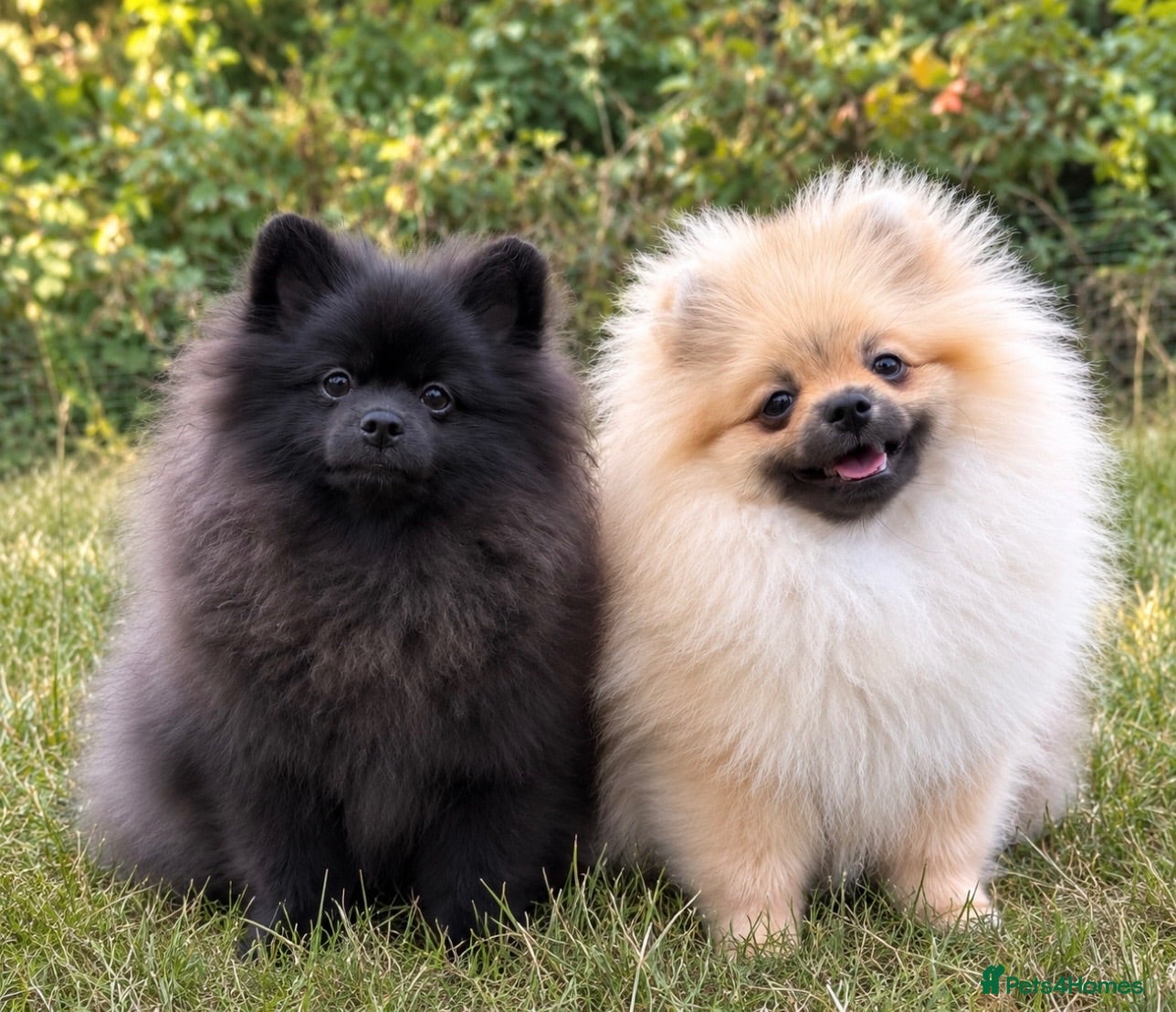 Pomeranian dogs Cream sable & black with blue tones Pomeranian  - Advert 2