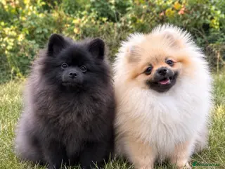 Pomeranian dogs Cream sable & black with blue tones Pomeranian - Advert 2