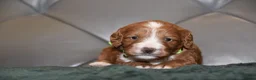 Cockapoo dogs for sale: F1 Toy Cockapoo Puppies Fully Health Tested - Advert 4