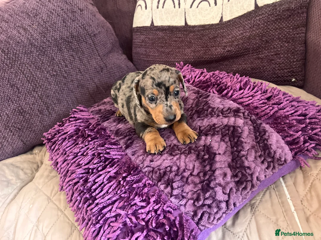 Miniature Dachshund dogs for sale: 🥰🐶MINIATURE DACHSHUND PUPPIE🥰🐶 - Advert 15