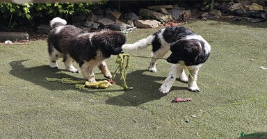 Newfoundland dogs - Advert 4