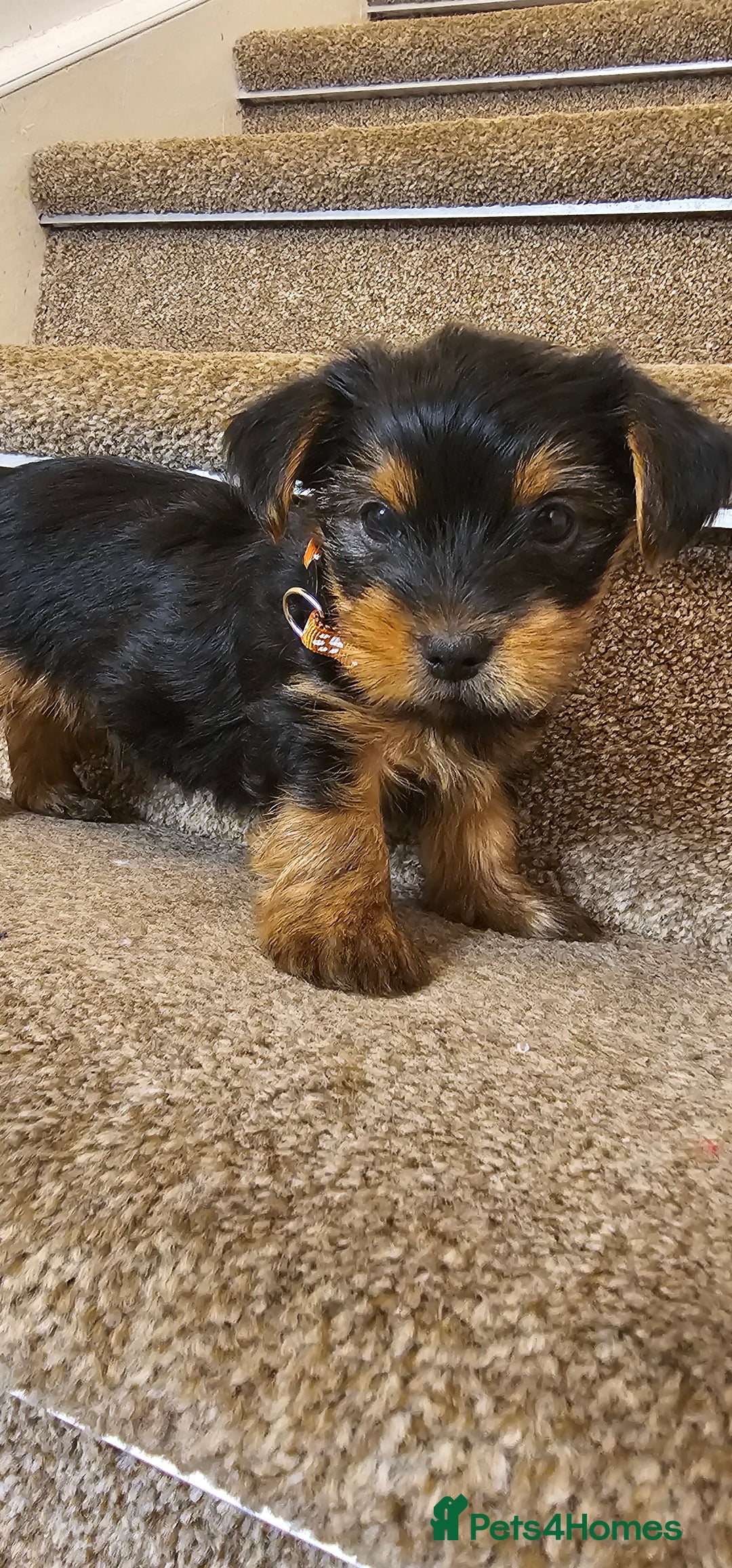 Yorkshire Terrier dogs for sale: Yorkshire Terrier puppies - Advert 33