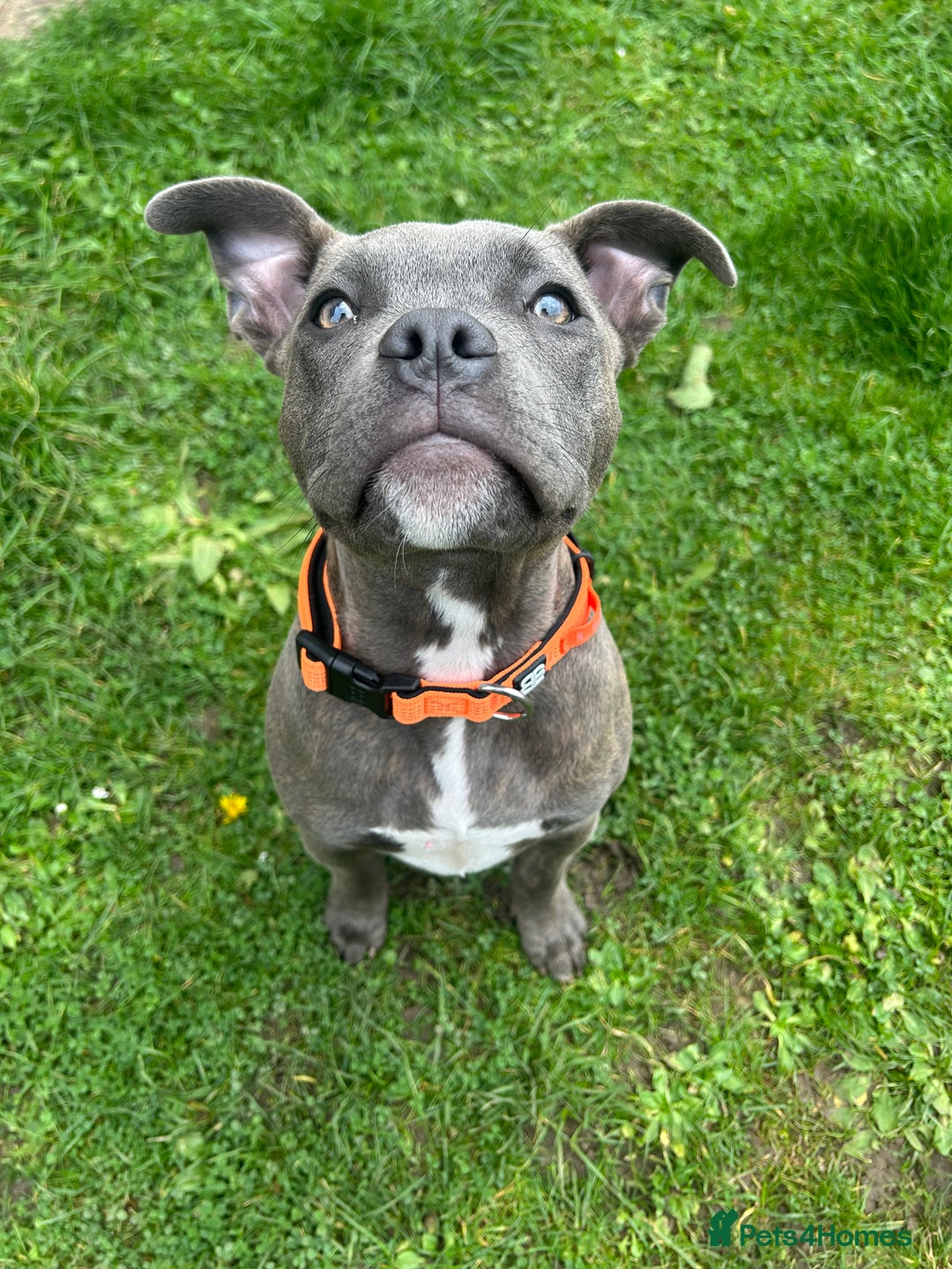 Staffordshire Bull Terrier dogs for stud: Kingston: Staffy cross stud  in Ilford - Image 3