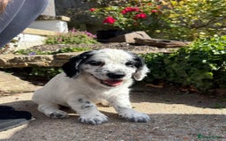 Cocker Spaniel dogs for sale: 2 pups left! Gorgeous Working Cocker Spaniels - Image 5