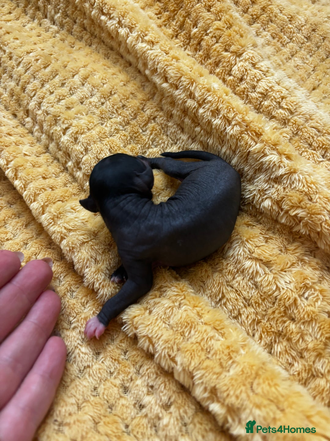 Chinese Crested dogs for sale: Chinese crested powderpuff ready September 12th - Image 11