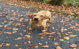 Springador dogs for sale: Lab/spaniel pups  - Image 1