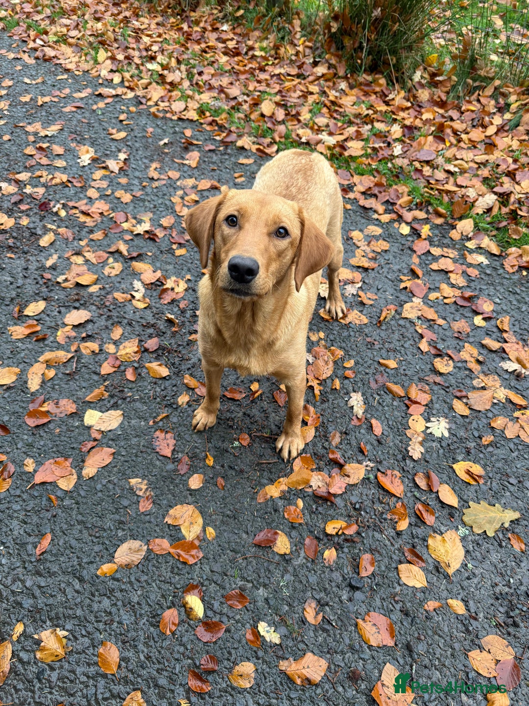 Springador dogs for sale: Lab/spaniel pups  - Image 1